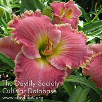 Daylily Who Would Be Queen