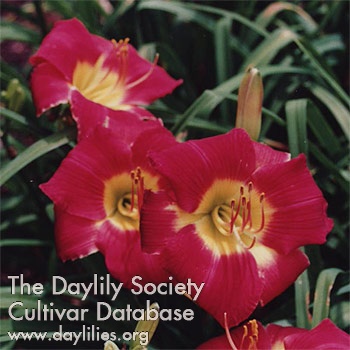 Daylily Whooperee