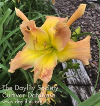 Daylily Wiggles and Giggles