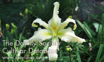 Daylily Winter Snowflakes