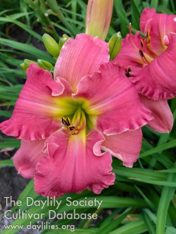 Daylily Within You Without You