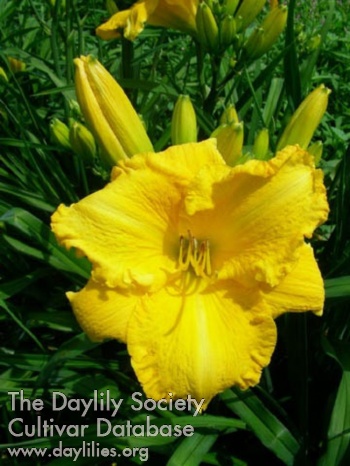 Daylily Wordcraft