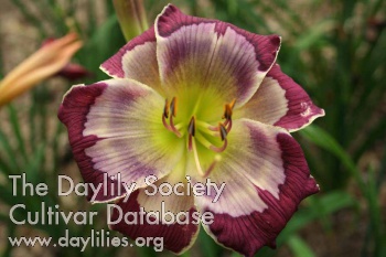 Daylily Wine and Water