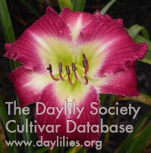 Daylily Westbourne Cottonmouth