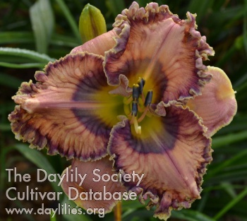 Daylily Whispers Underground