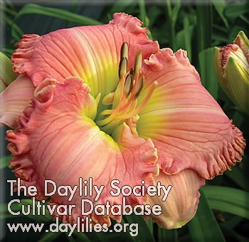 Daylily Wings of Angels