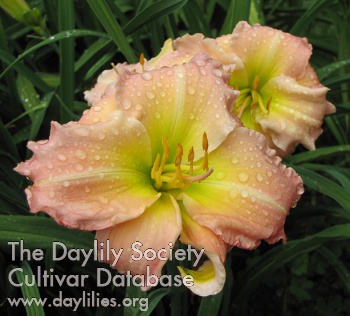 Daylily Wrapped in Beauty