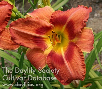 Daylily Yeoman