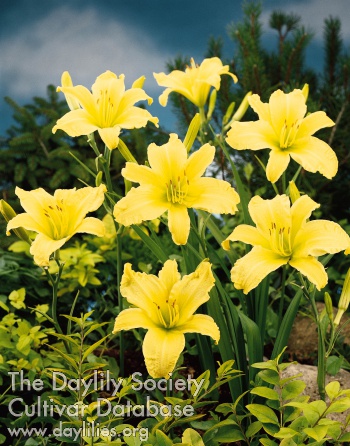 Daylily Yellowstone