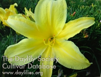 Daylily Zitronenriese