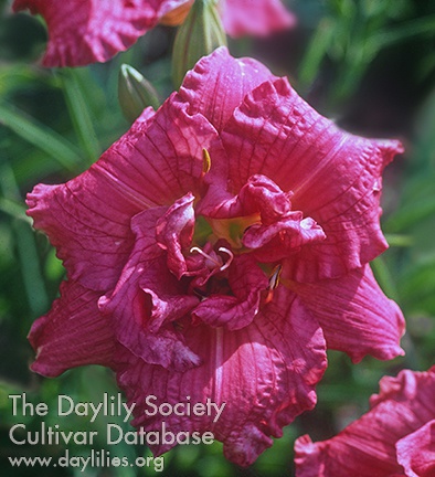 Daylily Zona Rosa