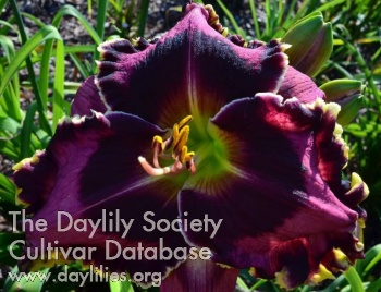 Daylily Zorro's Quest